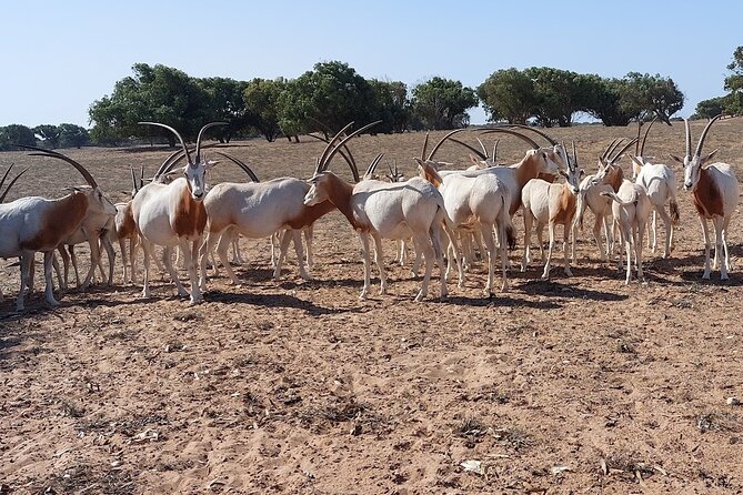 Souss Massa National Park Half Day Trip from Agadir - What happened to Tiznit and the Youssef Bin Tachfine reservoir?