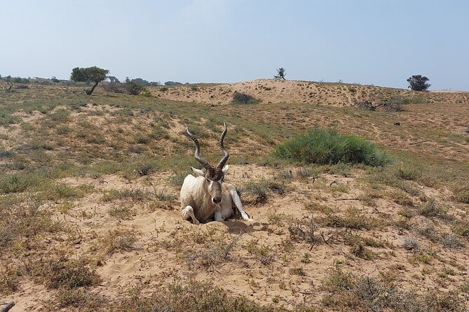 Souss Massa National Park Half Day Trip from Agadir - Transport, group size, and the value of $104.53