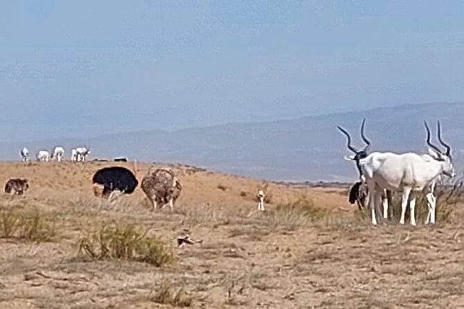 Souss Massa National Park Half Day Trip from Agadir - Food, timing, and what to bring