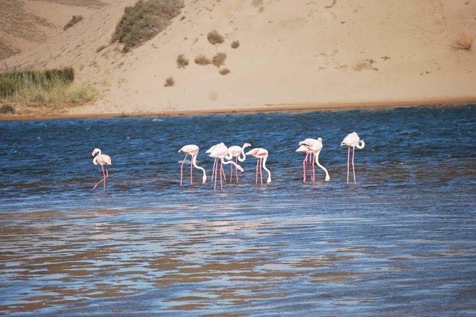 Souss Massa National Park Half Day Trip from Agadir - The morning begins among argan and eucalyptus trees