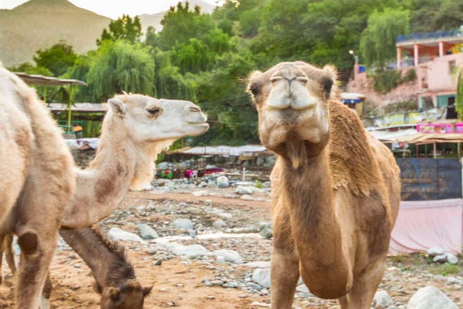 Sun set camel ride in palmerai of Marrakesh - Mounting the camel and settling into the rhythm