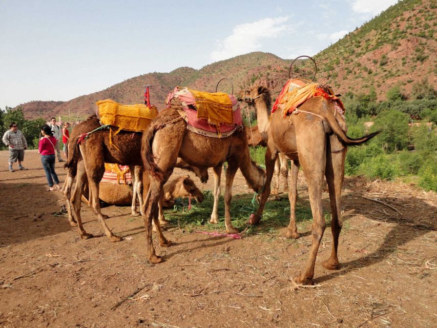 Sun set camel ride in palmerai of Marrakesh - Camel welfare and your personal comfort