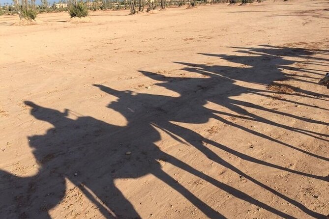 Sunset Camel Ride in Agadir or Taghazout With Transfers - Choosing a camel and getting comfortable