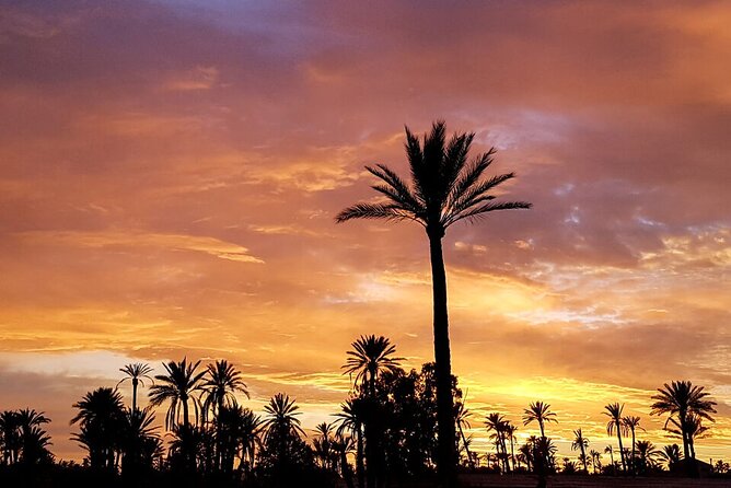 Sunset Camel Ride in Agadir or Taghazout With Transfers - Riding through the eucalyptus trees