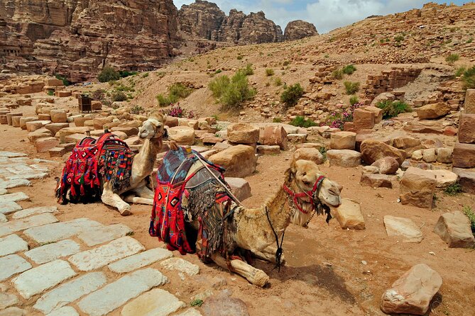 Sunset Camel Ride in Agadir or Taghazout With Transfers - Animal welfare deserves your attention