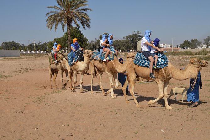 Sunset camel ride in Agadir with transport, tea and cakes. - Key points before you book