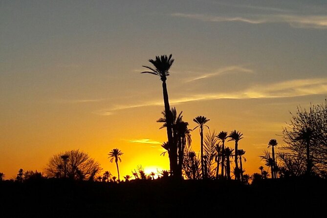 Sunset Camel Ride in the Palm Grove of Marrakech - Sunset among the palms