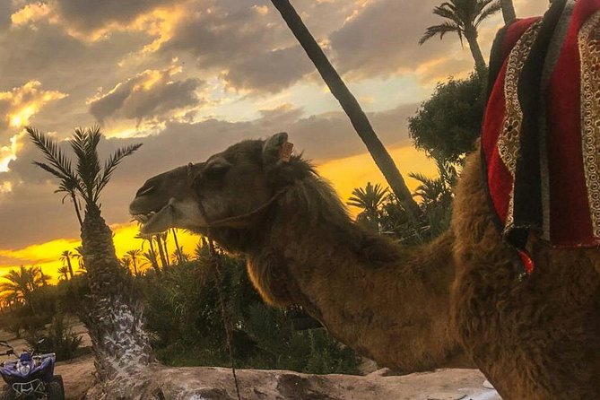 Sunset Camel Ride in the Palm Grove Of Marrakech - Getting dressed for the camel ride