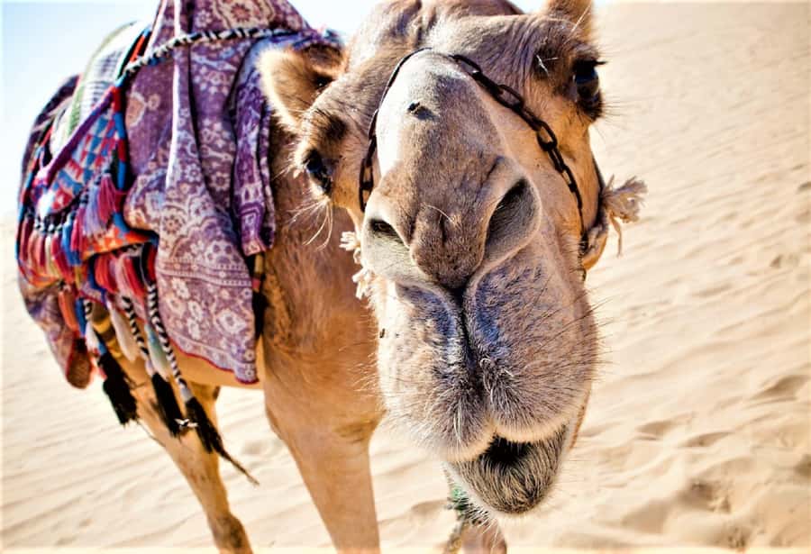 Sunset Camel Riding Including BBQ Dinner & Hotel Transfers - A gentle sunset outing from Agadir