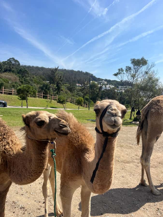 Tangier: Sunset, Tea, Sweets, Camel Ride, and Hercules Caves - Practical details that matter