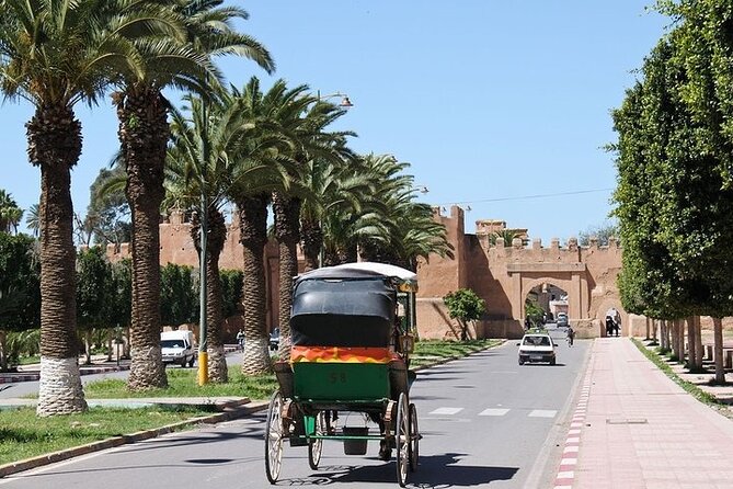 Taroudant & Tiout Day Trip Tour - The goat trees: a 15-minute photo stop