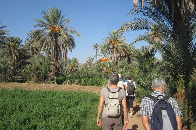 Taroudant & Tiout Day Trip Tour - Tiout Oasis and its palm groves