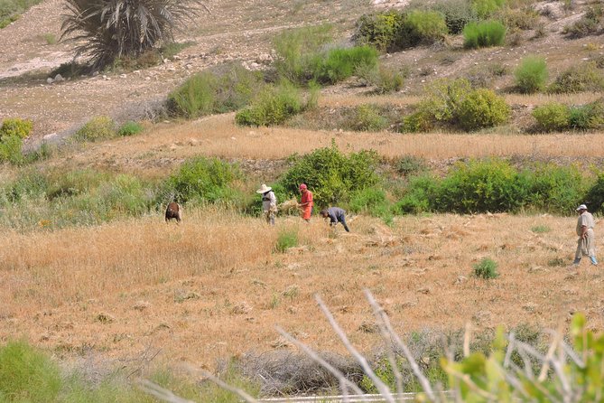 Walk between Argan Forest, Ocean & Waterfalls. 12 km - What the $75.49 price buys you